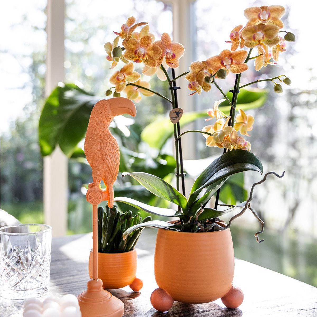 Kolibri Orchids | witte Phalaenopsis orchidee - Lausanne- potmaat 12cm | bloeiende kamerplant - vers van de kweker - - Audax webshop