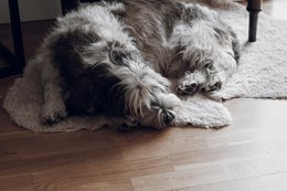 Kręcona skóra owcza w kolorze beżowym