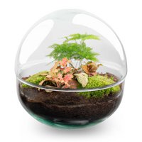 Terrarium DIY Kit - Dome Red - Bottle Garden - ↑ 20 cm