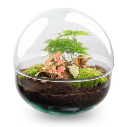  A round, glass terrarium containing a miniature garden with lush green plants, including a tall plant with fronds and a smaller plant with reddish leaves. The terrarium sits on a wooden surface with books in the background.