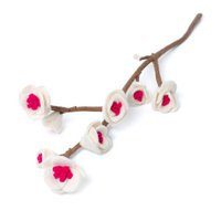 Kirschblüte großes weißes Rosa