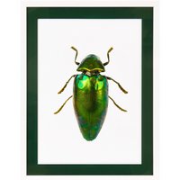 Frame picture with acrylic passepartout - Beetle Green