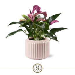  A pastel pink ceramic planter with a ribbed texture, containing a flowering plant with large pink and white blooms and green leaves.