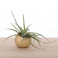 Air plant in bell cup