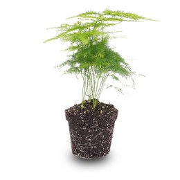 Ornamental asparagus plant in a burlap planter. Lush green fronds with delicate, feathery foliage. Suitable for terrariums and indoor decor.