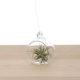 Glass bulb container with a small tillandsia plant inside. The container is round and transparent, allowing the plant to be visible. The plant has green leaves and appears to be a small air plant or succulent.