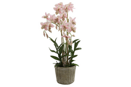 Elegant pink orchid plant in a rustic pot. Features delicate blooms and lush green foliage.