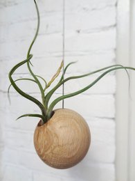 Tillandsia Caput-Medusa