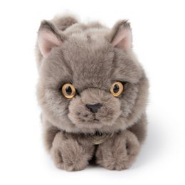 BTC - Freddy the British Shorthair in gift box - 20 cm -