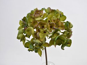 Hortensie, 40cm, grün