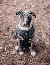 2-i-1 hundesele FK