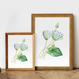 Botaniczny Art Print Mix x16 | Vintage ilustracja kwiat | Dekoracje ścienne