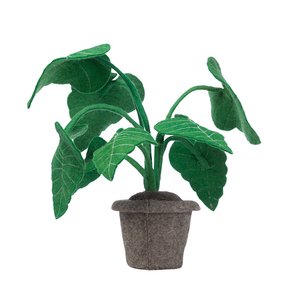 Pflanzenalocasia, Filzdekorationspflanze