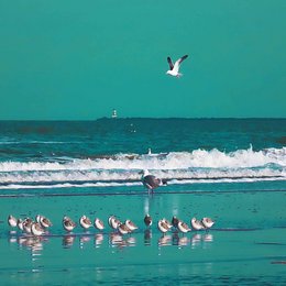 Painting depicting a flock of seagulls flying over the ocean with a ship in the distance.