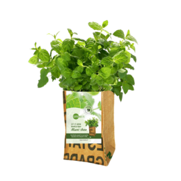 Green leafy mint plant in a paper grow bag, labeled "Let it Grow Nursery Garden - Mint". The plant has fresh green leaves and appears to be a mint variety.