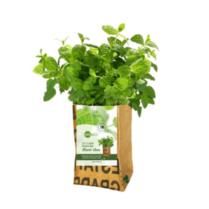 Lass es wachsen Garten - Minze