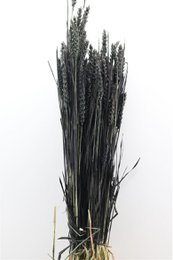 Triticum Zwart