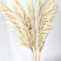 Pampas pluimen - Cortaderia - Naturel - 100cm