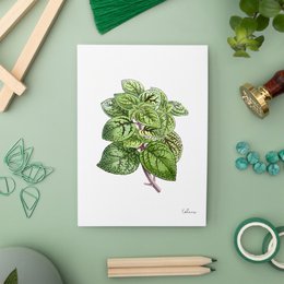 Green Pack - Handgemaakte Ansichtkaarten A6 met Envelop - Botanische Vintage