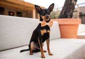 Fluwelen marmeren kraag