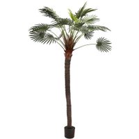 Farn Palme Pako getopft, H182cm, grün