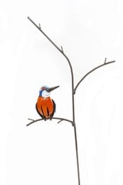Metal kingfisher bird feeder on tree branch