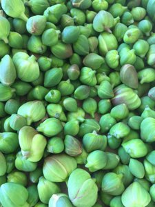 Capers ( only ) in sea salt, organic, 115 gr