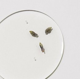 Serum gegen Hautunreinheiten - Bio