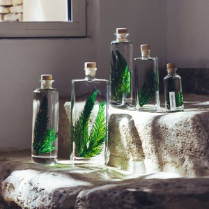 Het Herbarium - ondergedompelde plant Colombiaanse varen