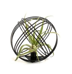 Black metal spherical frame with a green air plant inside.