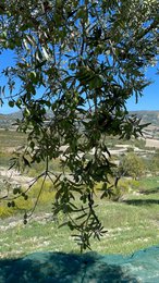 ITALIA | SICILIA | Extra Virgin Olive Oil - il SALTO | Bag in Box 5 LT