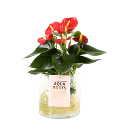  Vibrant red anthurium plant with lush green leaves, displayed in a clear glass container with 'Aqua Roots' label. The plant has a compact, rounded shape and appears to be a healthy, thriving specimen.