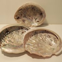Abalone shell