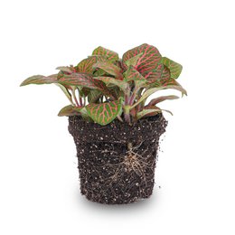  A vibrant, low-growing houseplant with deep red, veined leaves in a compact, bushy form. Ideal for adding color and texture to indoor spaces.
