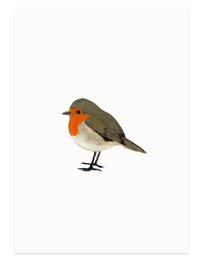A postcard featuring a robin, a small bird with a distinctive orange breast and grey back. The robin is perched on a simple white background, showcasing its vibrant colors and delicate features.