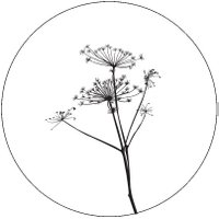 Muurcirkel berenklauw wit