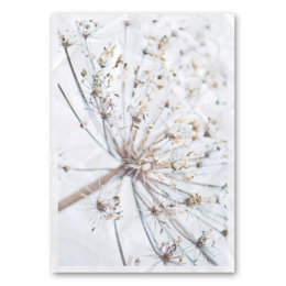 Artistic wall art featuring a close-up of a dried hogweed plant against a white background, showcasing its intricate and delicate structure.