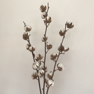 Echter Baumwollzweig 3 Stück