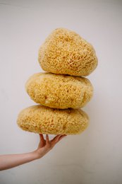 Éponge de mer naturelle pour bain et bébé