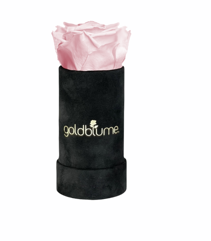 Velvet Black Collection