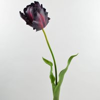 Tulpe, 61cm, dkl-lila