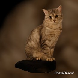 ¡Maullar! ¡Llévame a casa! Vela Gatito Adorable