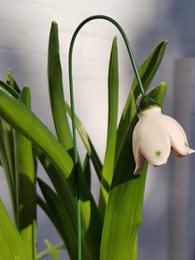 Snowdrop flower ceramic fixed 3.5 cm