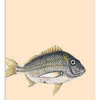 Mini print A5 Grizzly Bear