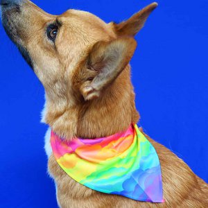 Regenbogen-Bandana-Hund
