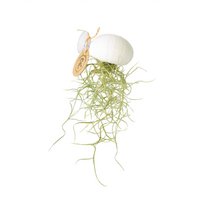 Luchtplantje hanger – zee-egel met zuignap – Tillandsia usneoides – wit