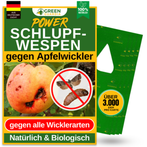 Schlupfwespen gegen Apfelwickler