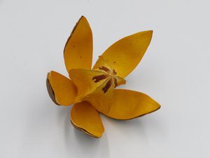 Wildes Liliengelb