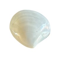 Shell box