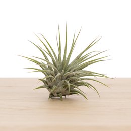 Terreno Tillandsia ionantha ionantha